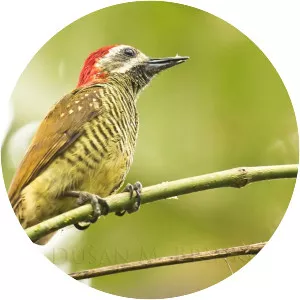 Yellow-vented woodpecker