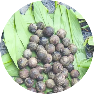 Yellow Walnut - Plants