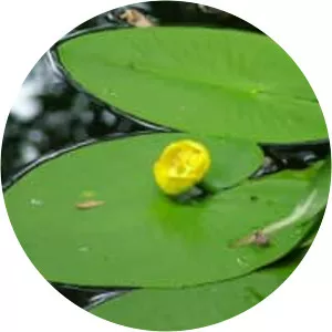Yellow Water-lily - Plants