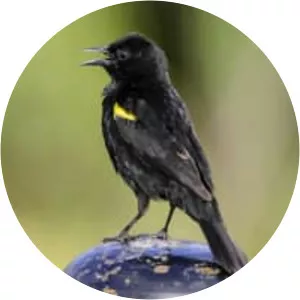 Yellow-winged blackbird - Bird