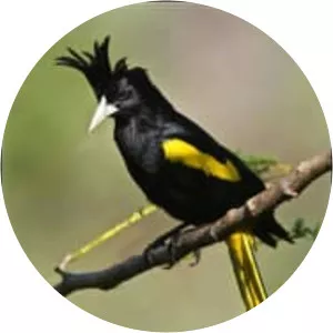 Yellow-winged cacique