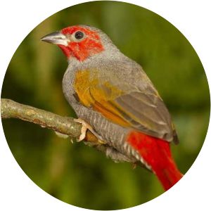 Yellow-winged pytilia - Birds