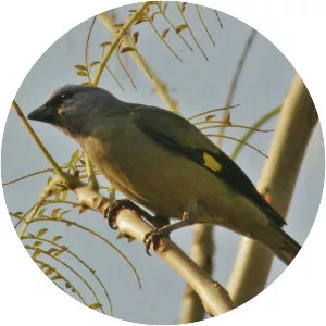 Yellow-winged tanager - Bird