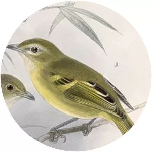 Yellow-winged vireo - Bird