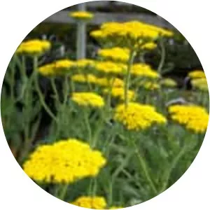Yellow yarrow