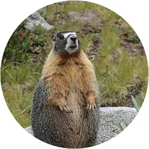 Yellowbellied marmot
