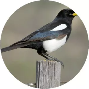 Yellowbilled magpie