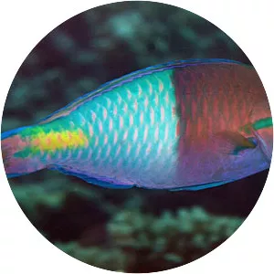 Yellowfin Parrotfish - Fish