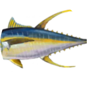 Yellowfin tuna