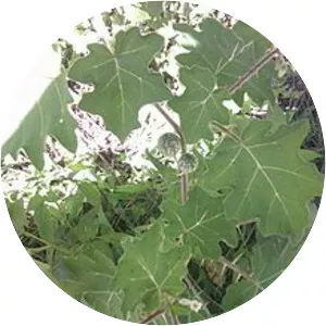 Yellowfruit nightshade