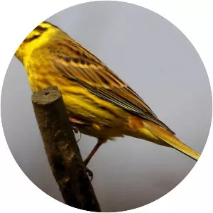 Yellowhammer
