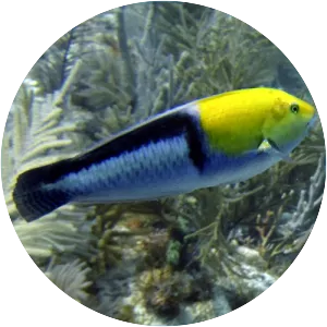 Yellowhead wrasse
