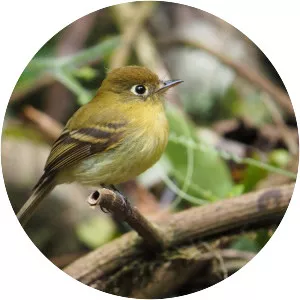 Yellowish flycatcher - Bird