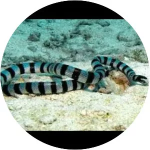 Yellowlipped sea krait