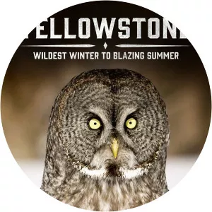 Yellowstone: Wildest Winter to Blazing Summer - TV program
