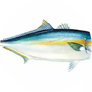 Yellowtail amberjack