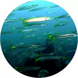 Yellowtail barracuda