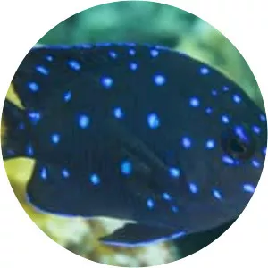 Yellowtail damselfish - Fish