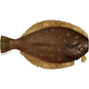 Yellowtail flounder