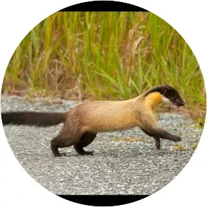 Yellowthroated marten