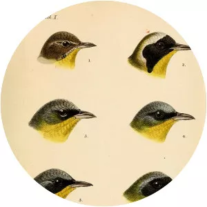 Yellowthroats