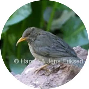 Yemen thrush - Bird
