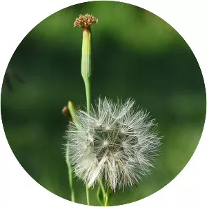 Yerba Porosa - Plants