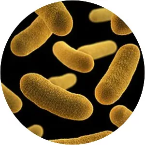 Yersinia enterocolitica