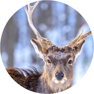 Yezo sika deer - Animal