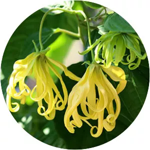 Ylang-ylang (Ylang Ylang)