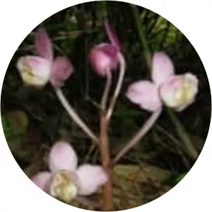 Yoania japonica