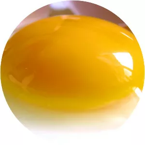 Yolk