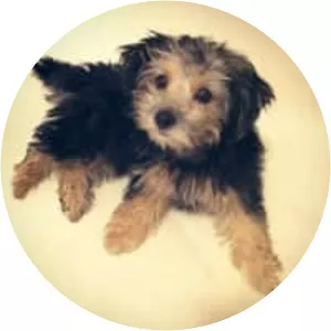 Yorkipoo