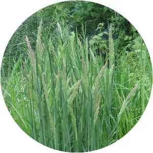 Yorkshire fog - Plants