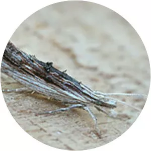 Ypsolophidae - Insect