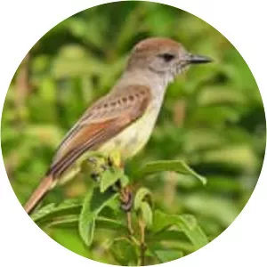 Yucatan flycatcher - Bird