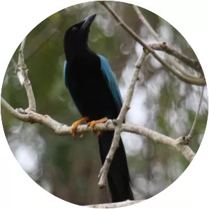 Yucatan jay