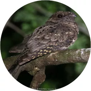 Yucatan poorwill