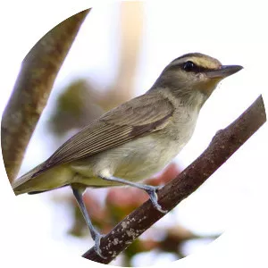 Yucatan vireo - Bird