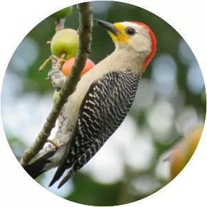 Yucatan woodpecker - Bird