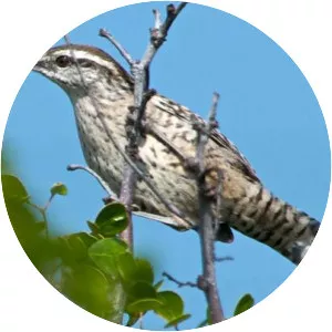 Yucatan wren
