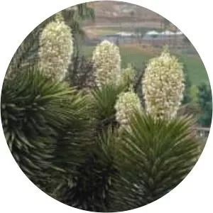 Yucca valida - 
