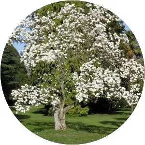 Yulan magnolia - Plants