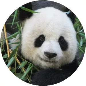 Yun Zi