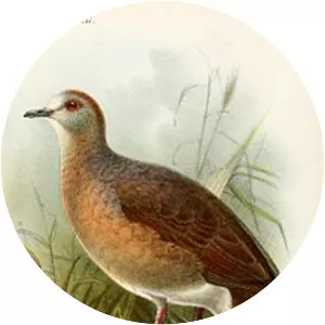 Yungas dove