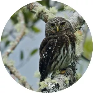 Yungas pygmy owl