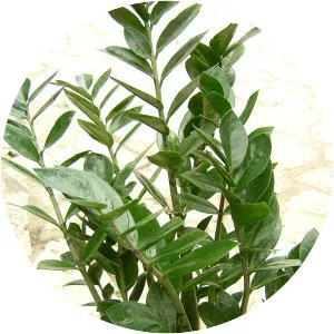 Zamioculcas zamiifolia