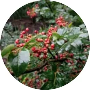 Zanthoxylum piperitum