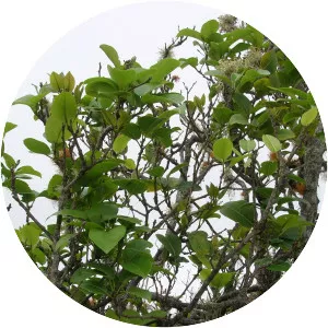 Zanthoxylum