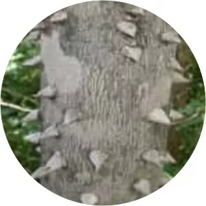 Zanthoxylum rhoifolium